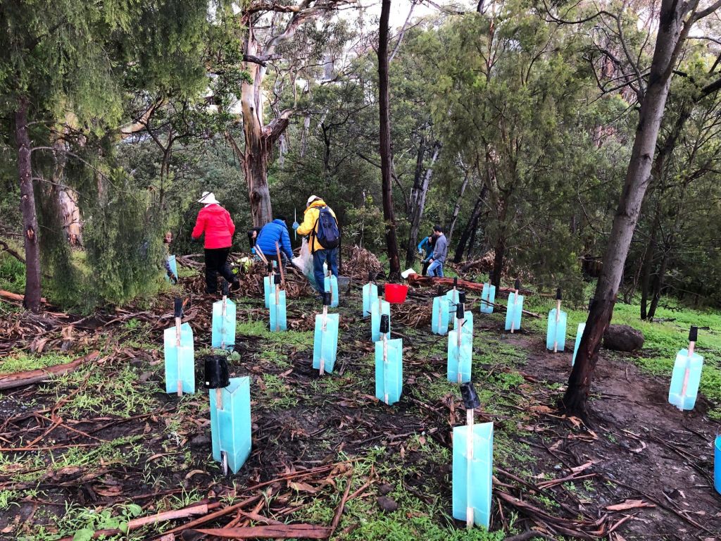 australian-bushcare_01_credits_city-of-hobart-bushcare