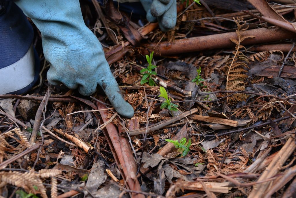 australian-bushcare_07_credits_city-of-hobart-bushcare